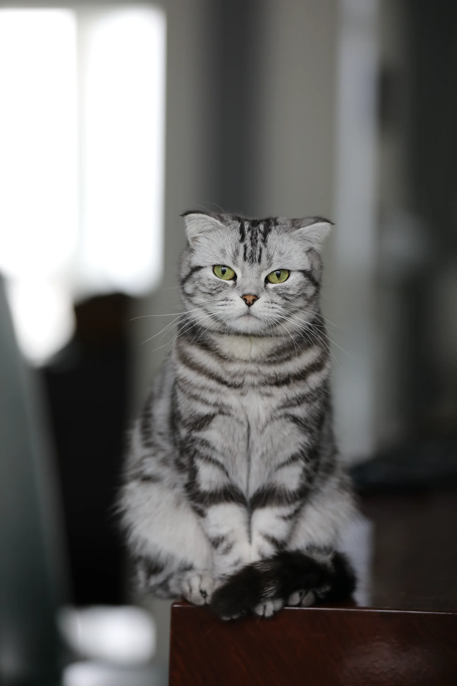 银色虎斑折耳猫木瓜安静地坐在窗边